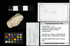 Foto (Objekt + Etiketten) von Longodromites angustus (Reuss, 1858) 